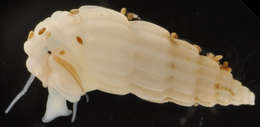Image of Rissoina heronensis (Laseron 1956)