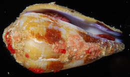 Image of cone snails