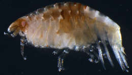 Image of Gammaridea