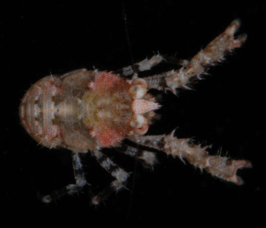 Image of <i>Galathea senta</i>