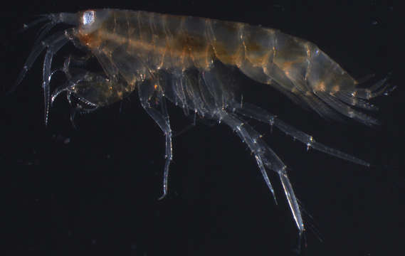 Image of Gammaridea