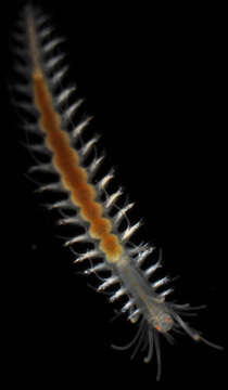 Image of Phyllodocida