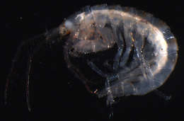 Image of Corophiidira Leach 1814