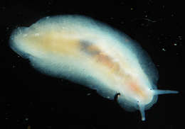 Image of Neritopsoidea