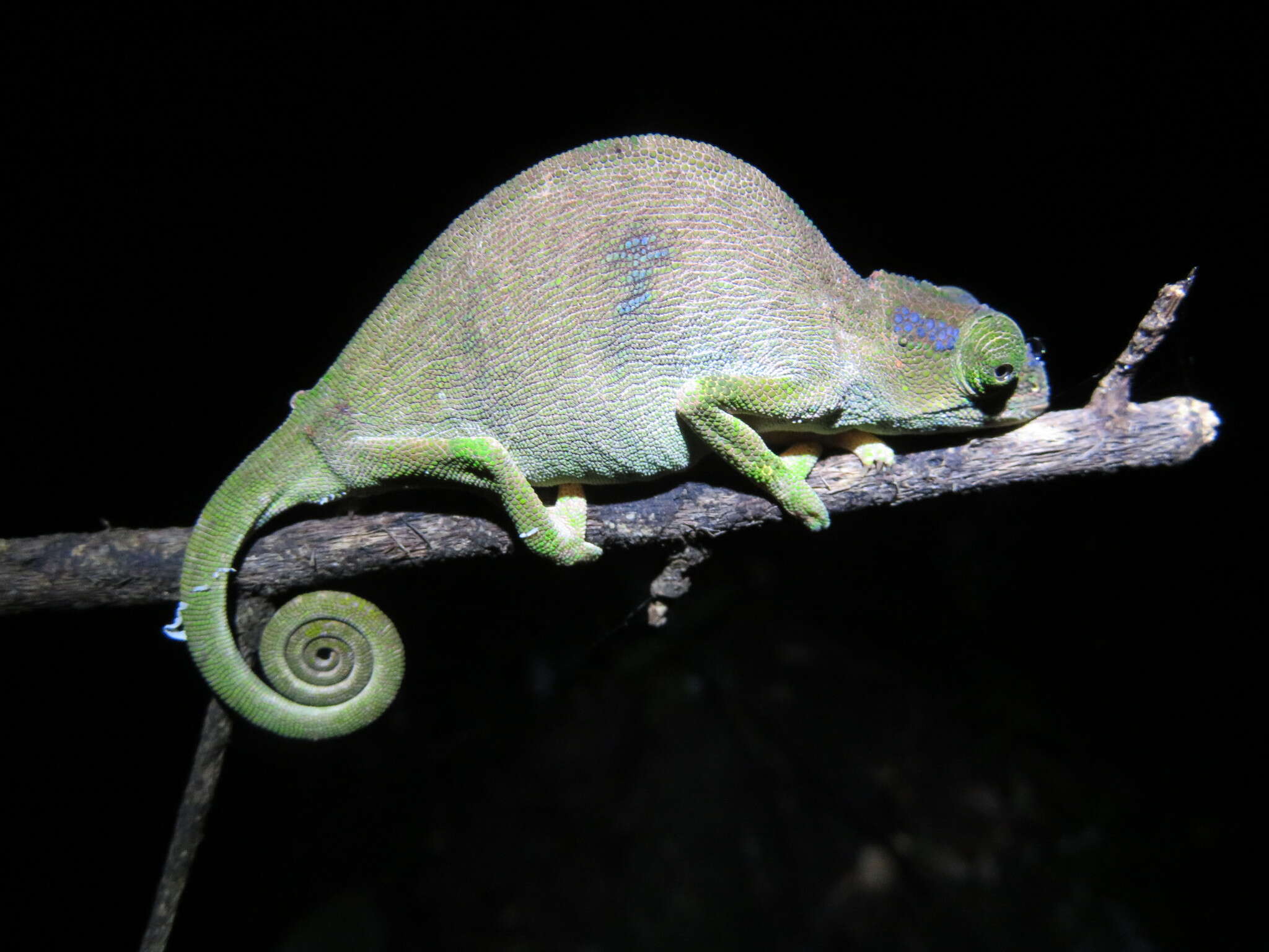 Image of Rednose Dwarf Chameleon