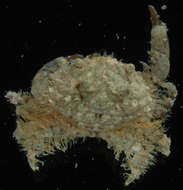 Image of <i>Etisus electra</i>