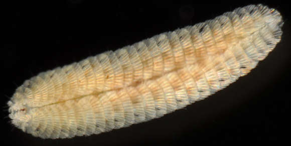 Image of Chrysopetalidae