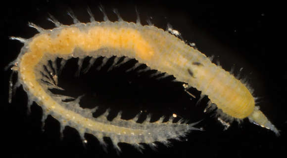 Image of bloodworms