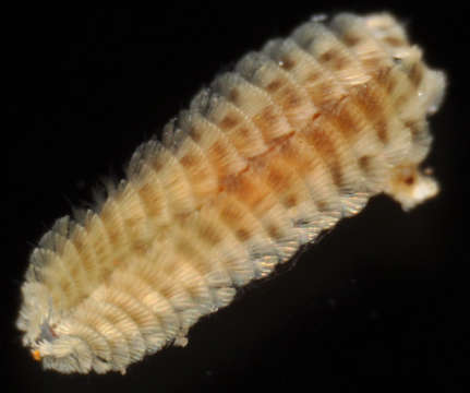 Image of Phyllodocida