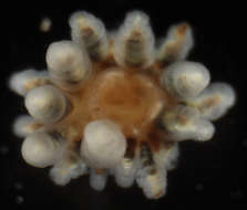 Image of hexacorallians