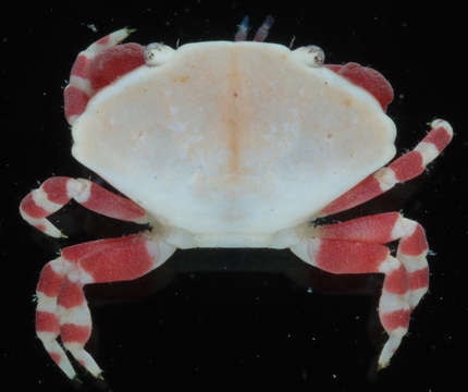 Image of Liomera tristis (Dana 1852)