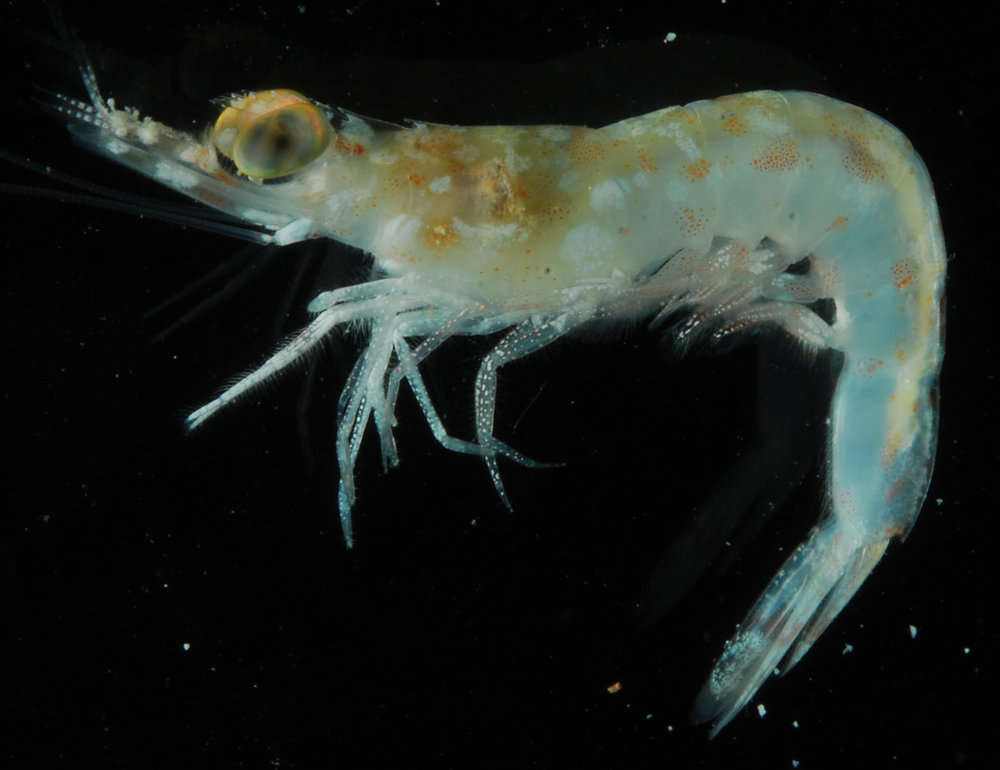 Image of solenocerid shrimps