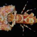 Image of Harlequin shrimp