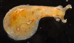 Image of Anaspidea