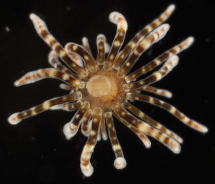 Image of hexacorallians