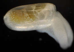 Image of Oxynoacea