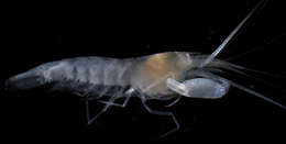 Image of <i>Salmoneus alpheophilus</i>