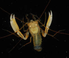 Image of coral shrimps