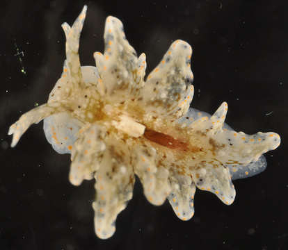 Image of Caliphyllidae