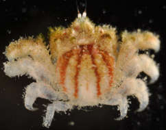 Image of Leptastrea