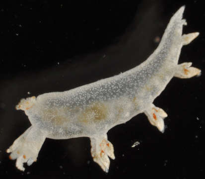 Image of Dendronotida