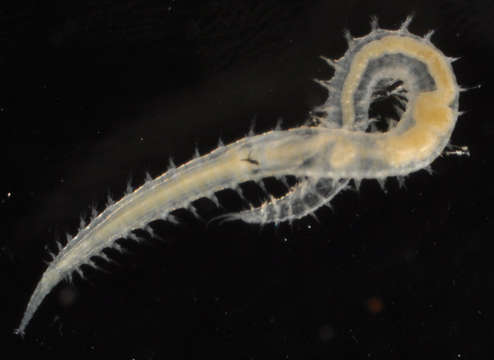 Image of bloodworms