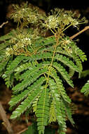 Image of Flat-crown Albizia