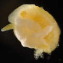 Image de Dendrodoris coronata Kay & Young 1969