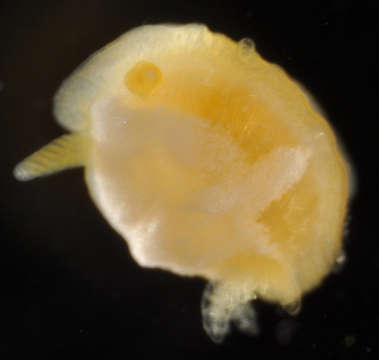 Image of Dendrodoris Ehrenberg 1831