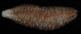 Imagem de Holothuria subgen. Lessonothuria Deichmann 1958