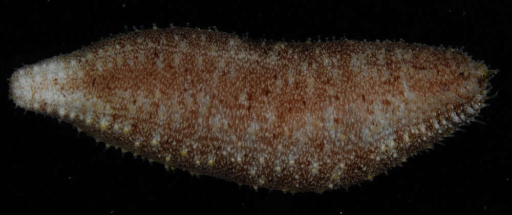 Image of Holothuria subgen. Lessonothuria Deichmann 1958