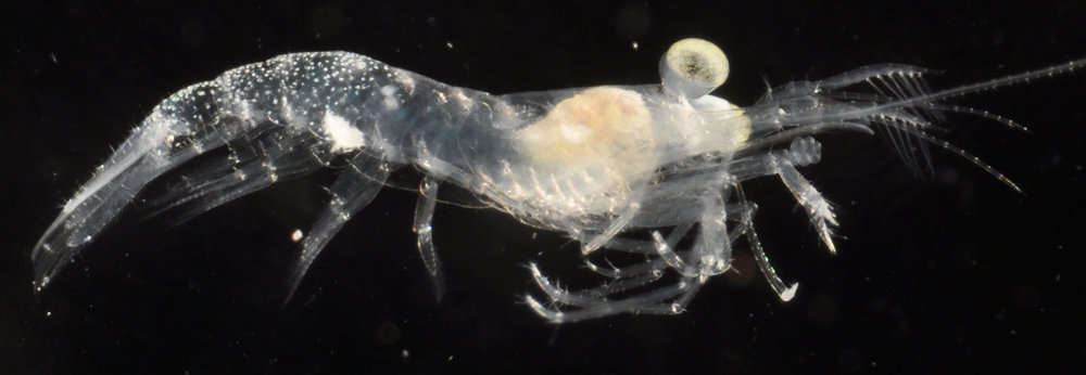 Image of night shrimps