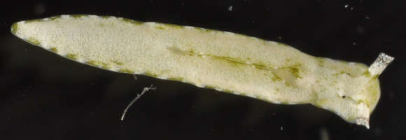 Plakobranchacea resmi