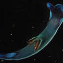 Image of Morose black and blue slug