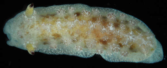 Image of Euctenidiacea