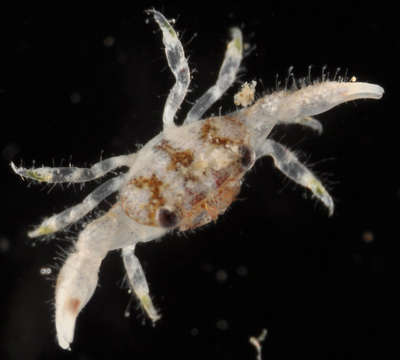 Image of Chlorodiellinae P. K. L. Ng & Holthuis 2007