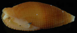 Image of Nebularia pellisserpentis (Reeve 1844)