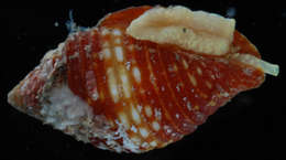 Imagem de <i>Nebularia cucumerina</i>