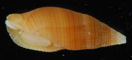 Image of Nebularia pellisserpentis (Reeve 1844)