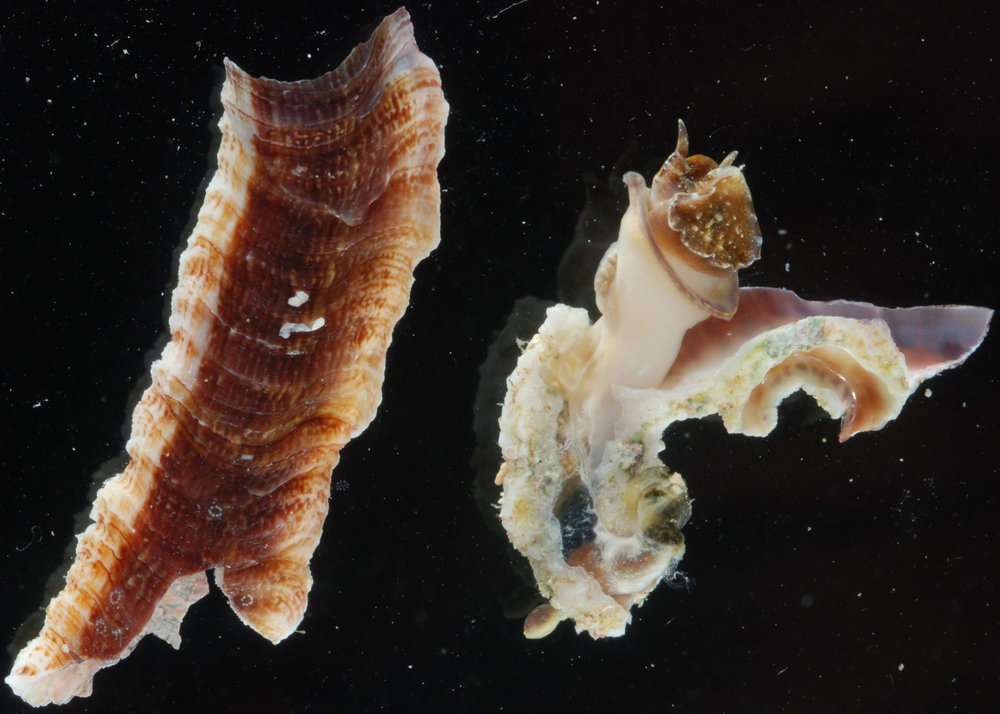 Image of worm-snails