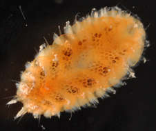 Image of Phyllodocida