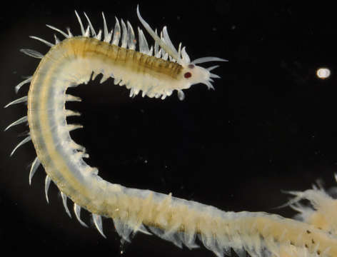 Image of Phyllodocinae