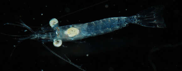 Image of night shrimps