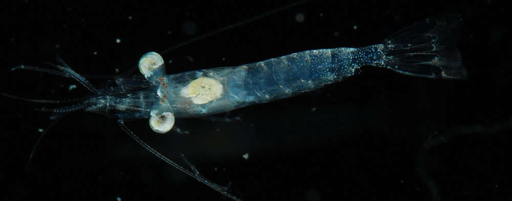 Image of night shrimps