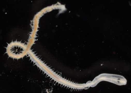 Image of bloodworms