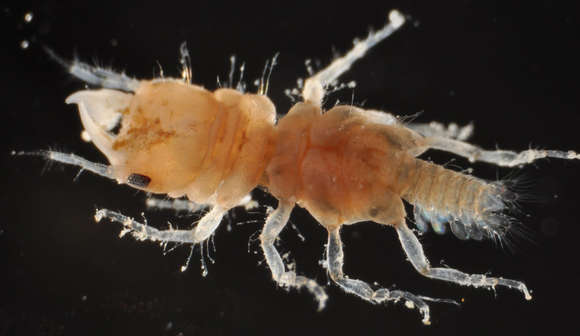 Image of Cymothooidea Leach 1814