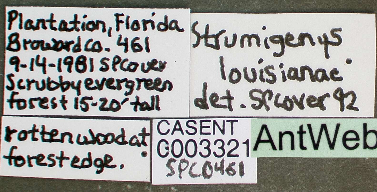 Sivun Strumigenys louisianae Roger 1863 kuva