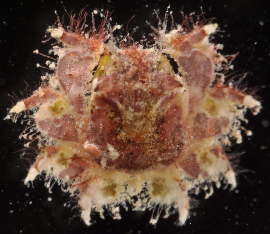 Image of Typical Spider Crabs