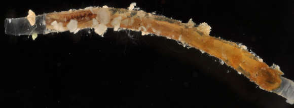 Image of Chaetopteridae