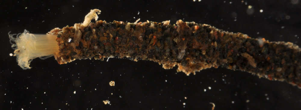 Image of horseshoe worms